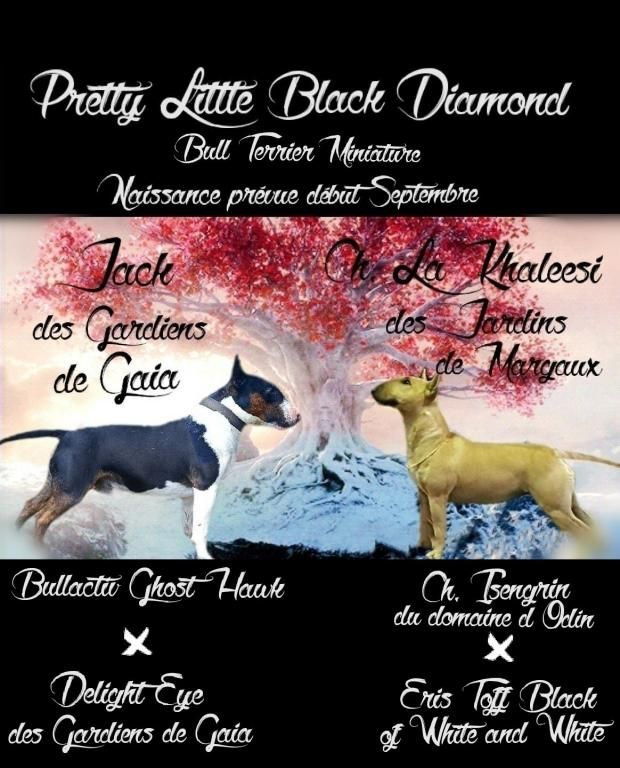 Pretty Little Black Diamond - naissance prévue début septembre 